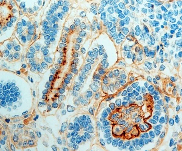 Immunohistochemistry (Formalin/PFA-fixed paraffin-embedded sections) - Anti-Laminin beta 1 antibody [DG10] (AB88279)