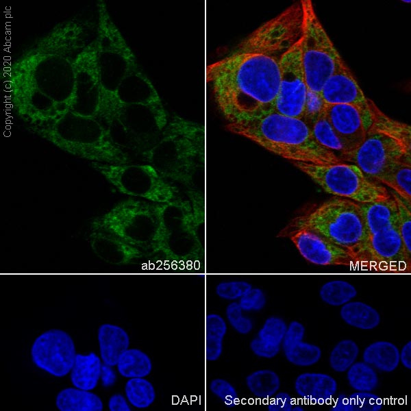 Immunocytochemistry/ Immunofluorescence - Anti-Laminin beta 1 antibody [EPR23265-32] (AB256380)