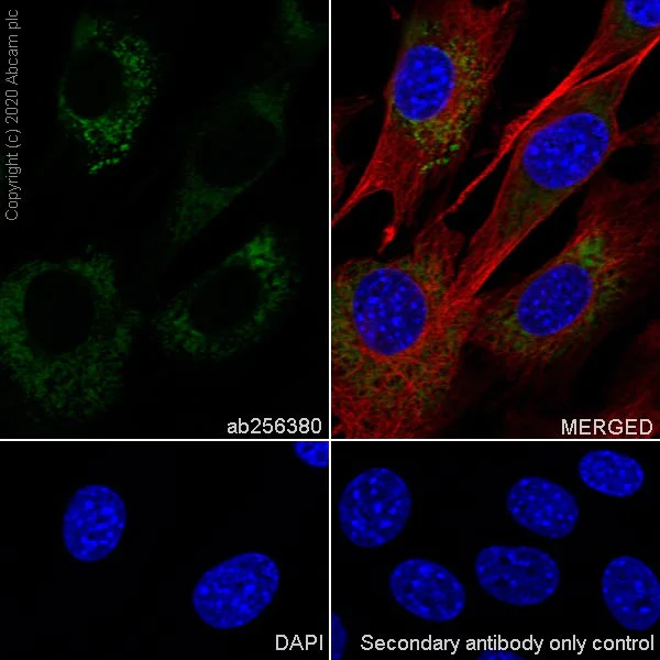Immunocytochemistry/ Immunofluorescence - Anti-Laminin beta 1 antibody [EPR23265-32] (AB256380)