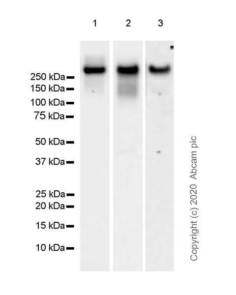 Western blot - Anti-Laminin beta 1 antibody [EPR23265-32] (AB256380)