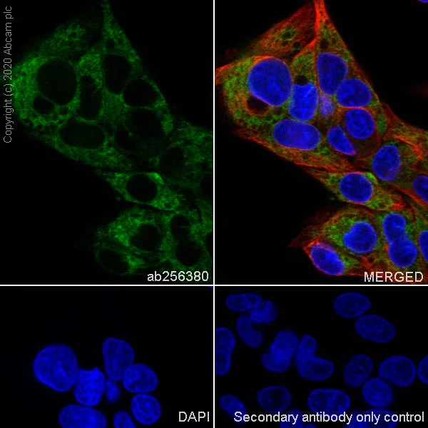 Immunocytochemistry/ Immunofluorescence - Anti-Laminin beta 1 antibody [EPR23265-32] - BSA and Azide free (AB273053)