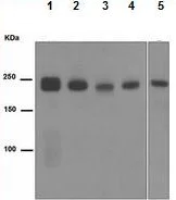 Western blot - Anti-Laminin beta 1 antibody [EPR3189(2)] (AB108536)