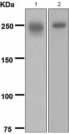 Western blot - Anti-Laminin beta 1 antibody [EPR3190(2)] - BSA and Azide free (AB247822)