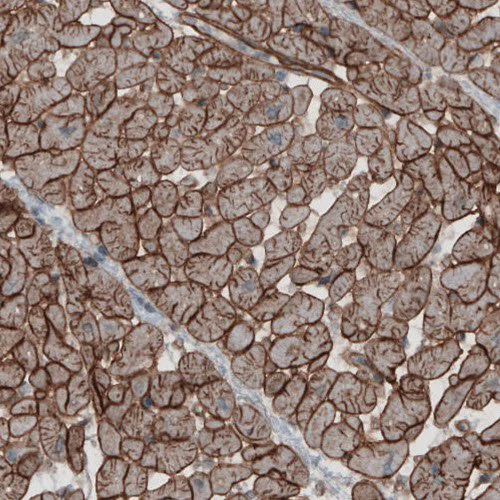 Immunohistochemistry (Formalin/PFA-fixed paraffin-embedded sections) - Anti-Laminin beta 2 antibody [CL2979] (AB210956)
