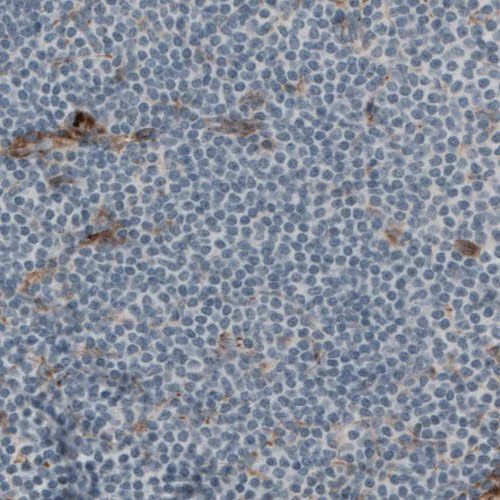 Immunohistochemistry (Formalin/PFA-fixed paraffin-embedded sections) - Anti-Laminin beta 2 antibody [CL2979] (AB210956)