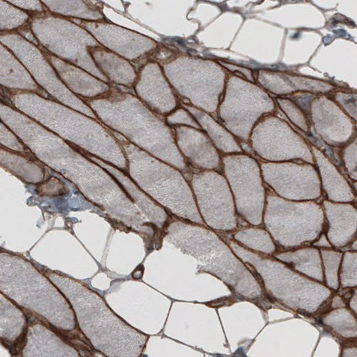 Immunohistochemistry (Formalin/PFA-fixed paraffin-embedded sections) - Anti-Laminin beta 2 antibody [CL2979] (AB210956)