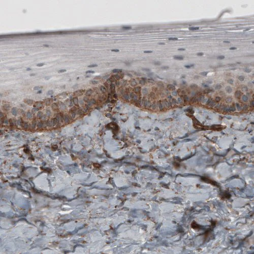Immunohistochemistry (Formalin/PFA-fixed paraffin-embedded sections) - Anti-Laminin beta 2 antibody [CL2979] (AB210956)
