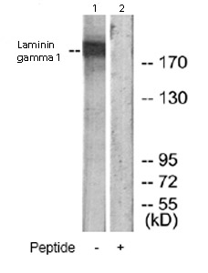 Western blot - Anti-Laminin gamma 1 antibody (AB69632)