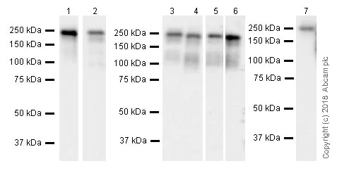Western blot - Anti-Laminin gamma 1 antibody [EPR21199] (AB233389)