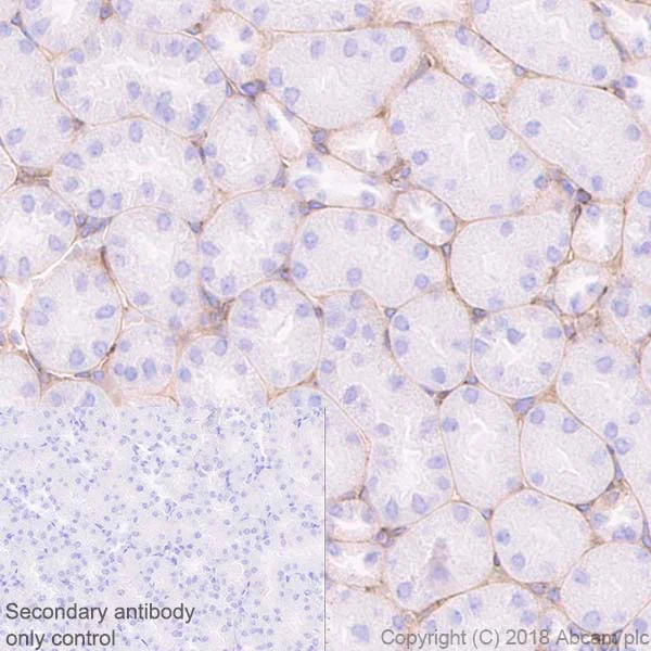 Immunohistochemistry (Formalin/PFA-fixed paraffin-embedded sections) - Anti-Laminin gamma 1 antibody [EPR21199] - BSA and Azide free (AB234963)