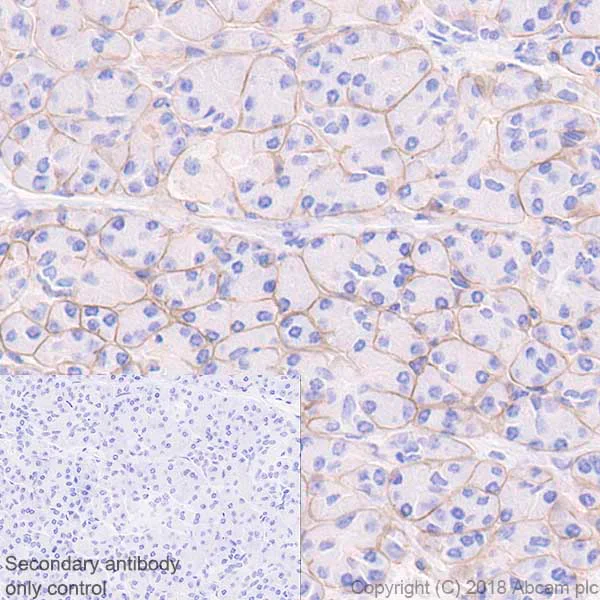 Immunohistochemistry (Formalin/PFA-fixed paraffin-embedded sections) - Anti-Laminin gamma 1 antibody [EPR21199] - BSA and Azide free (AB234963)