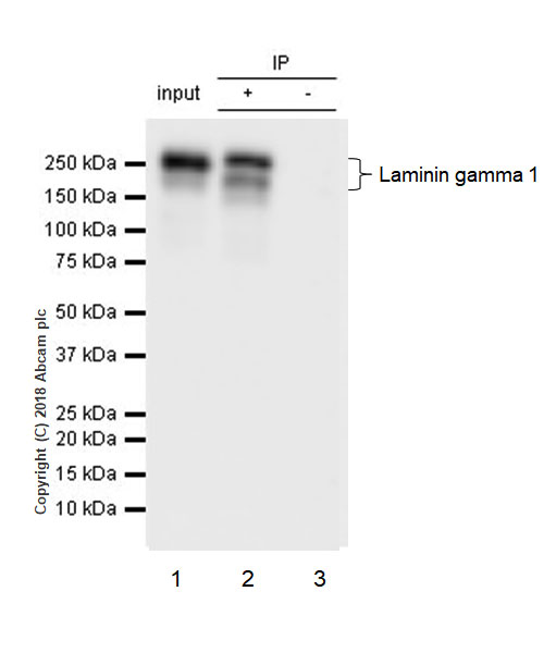 Anti-Laminin gamma 1 antibody [EPR21199] - BSA and Azide free