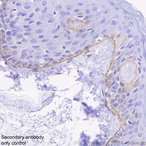 Immunohistochemistry (Formalin/PFA-fixed paraffin-embedded sections) - Anti-Laminin gamma 1 antibody [EPR21200] (AB233390)