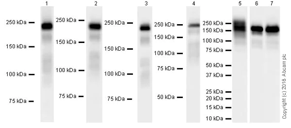 Western blot - Anti-Laminin gamma 1 antibody [EPR21200] (AB233390)