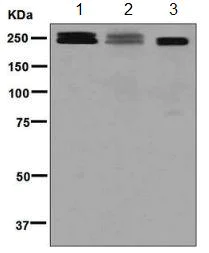 Western blot - Anti-Laminin gamma 1 antibody [EPR8217] - BSA and Azide free (AB248663)