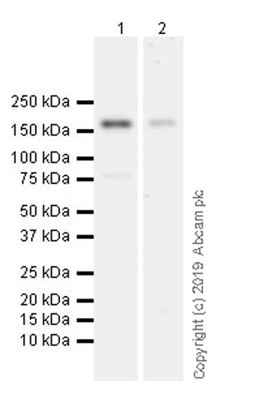 Western blot - Anti-Laminin gamma 3 antibody [EPR22699-151] (AB234429)