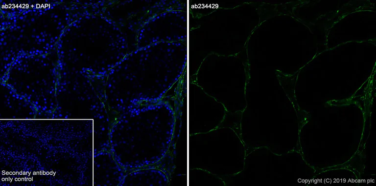 Immunohistochemistry (Frozen sections) - Anti-Laminin gamma 3 antibody [EPR22699-151] - BSA and Azide free (AB267391)