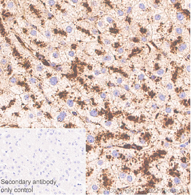 Immunohistochemistry (Formalin/PFA-fixed paraffin-embedded sections) - Anti-LAMP1 antibody [1483CT517.45.23] - Lysosome Marker (AB302639), expandable thumbnail