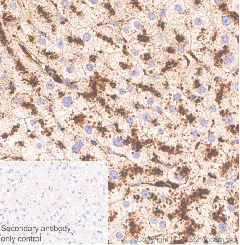 Immunohistochemistry (Formalin/PFA-fixed paraffin-embedded sections) - Anti-LAMP1 antibody [1483CT517.45.23] - Lysosome Marker (AB302639)