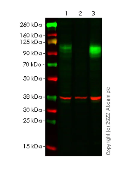 Western blot - Anti-LAMP1 antibody [1483CT517.45.23] - Lysosome Marker (AB302639)