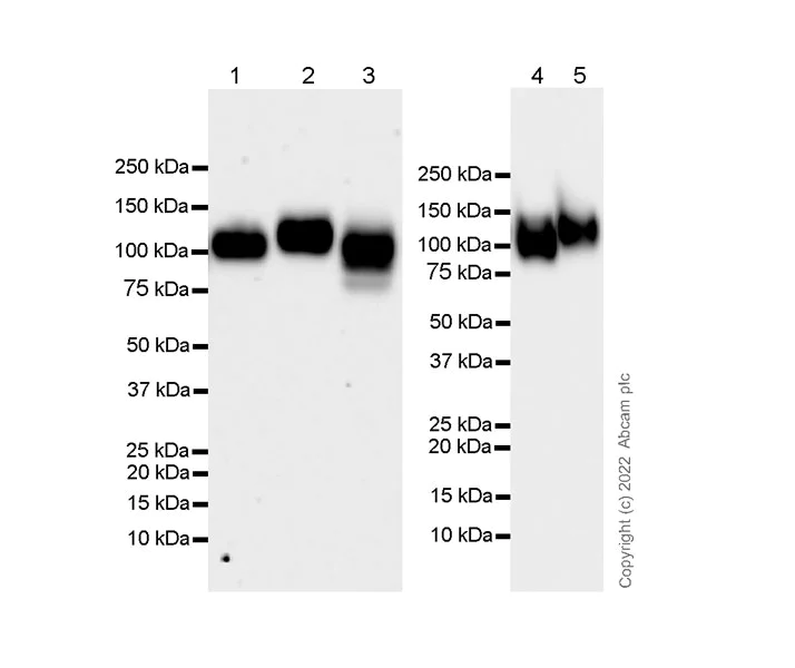 Western blot - Anti-LAMP1 antibody [1483CT517.45.23] - Lysosome Marker (AB302639)