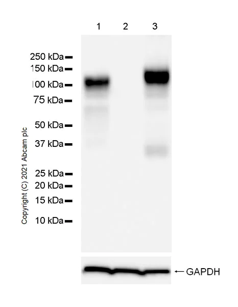Western blot - Anti-LAMP1 antibody [25/Lamp-1] - BSA and Azide free (AB289558)