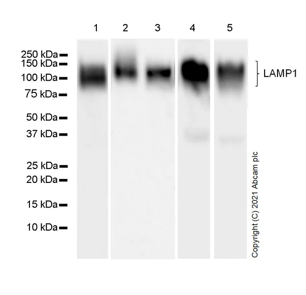 Western blot - Anti-LAMP1 antibody [25/Lamp-1] - BSA and Azide free (AB289558)