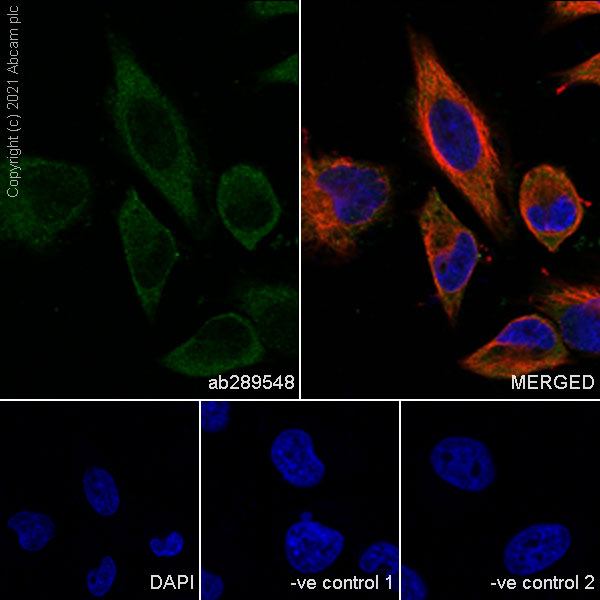 Immunocytochemistry/ Immunofluorescence - Anti-LAMP1 antibody [25/Lamp-1] (AB289548), expandable thumbnail