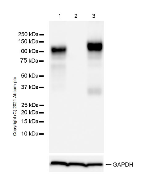 Western blot - Anti-LAMP1 antibody [25/Lamp-1] - Lysosome Marker (AB289548), expandable thumbnail