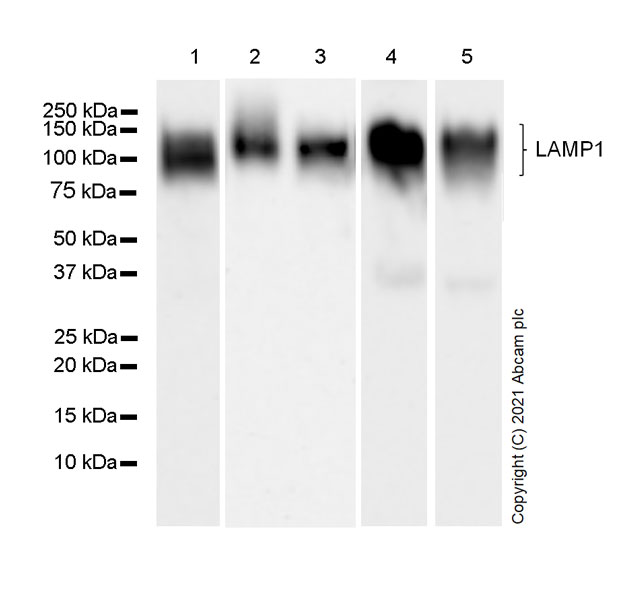 Western blot - Anti-LAMP1 antibody [25/Lamp-1] - Lysosome Marker (AB289548), expandable thumbnail