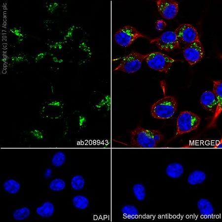 Immunocytochemistry/ Immunofluorescence - Anti-LAMP1 antibody [EPR21026] - BSA and Azide free (AB225762), expandable thumbnail
