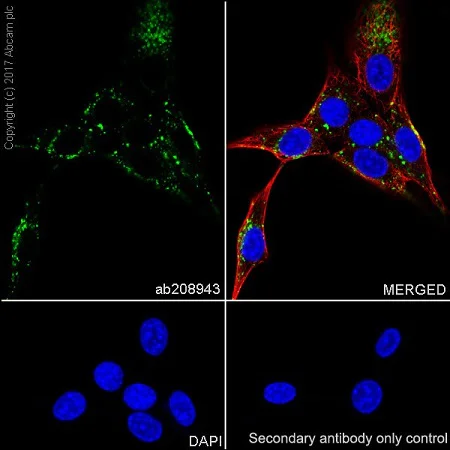Immunocytochemistry/ Immunofluorescence - Anti-LAMP1 antibody [EPR21026] - BSA and Azide free (AB225762)