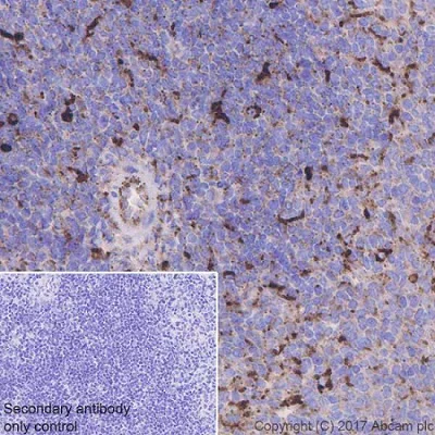 Immunohistochemistry (Formalin/PFA-fixed paraffin-embedded sections) - Anti-LAMP1 antibody [EPR21026] - BSA and Azide free (AB225762)