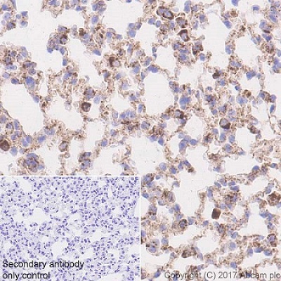 Immunohistochemistry (Formalin/PFA-fixed paraffin-embedded sections) - Anti-LAMP1 antibody [EPR21026] - BSA and Azide free (AB225762), expandable thumbnail