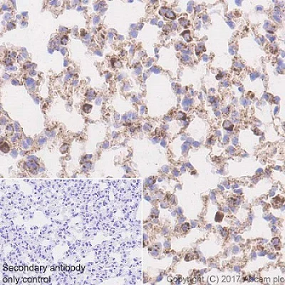 Immunohistochemistry (Formalin/PFA-fixed paraffin-embedded sections) - Anti-LAMP1 antibody [EPR21026] - BSA and Azide free (AB225762)