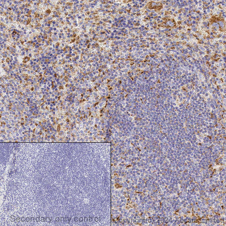 Immunohistochemistry (Formalin/PFA-fixed paraffin-embedded sections) - Anti-LAMP1 antibody [EPR21026] - BSA and Azide free (AB225762)