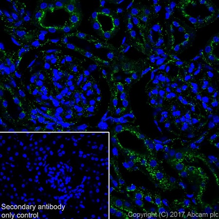 Immunohistochemistry (Frozen sections) - Anti-LAMP1 antibody [EPR21026] - BSA and Azide free (ab225762), expandable thumbnail