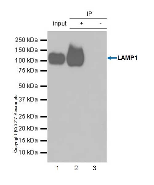 Immunoprecipitation - Anti-LAMP1 antibody [EPR21026] - BSA and Azide free (ab225762), expandable thumbnail