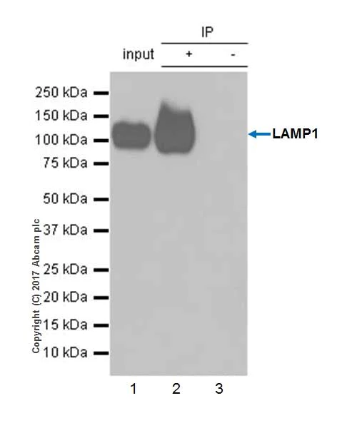 Immunoprecipitation - Anti-LAMP1 antibody [EPR21026] - BSA and Azide free (AB225762)