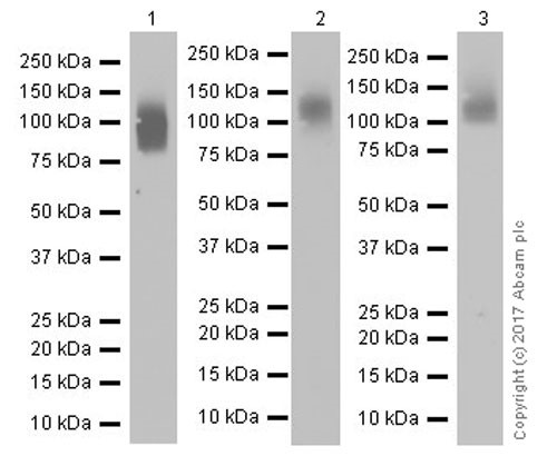 Western blot - Anti-LAMP1 antibody [EPR21026] - Lysosome Marker (ab208943), expandable thumbnail