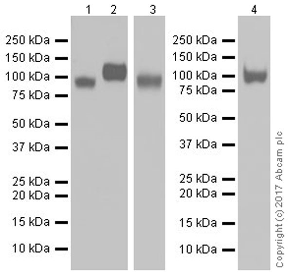 Western blot - Anti-LAMP1 antibody [EPR21026] - Lysosome Marker (AB208943), expandable thumbnail