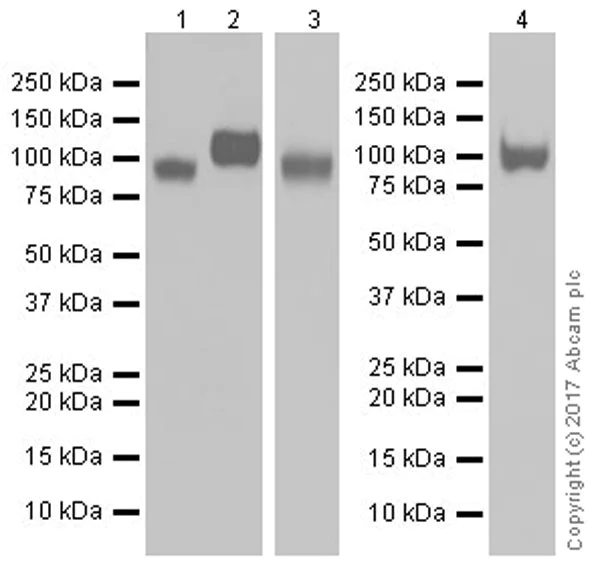 Western blot - Anti-LAMP1 antibody [EPR21026] - Lysosome Marker (AB208943)