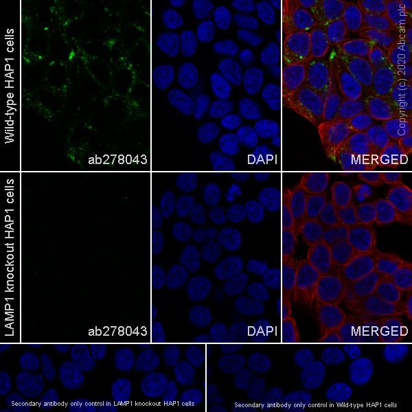 Immunocytochemistry/ Immunofluorescence - Anti-LAMP1 antibody [EPR24395-31] (ab278043), expandable thumbnail