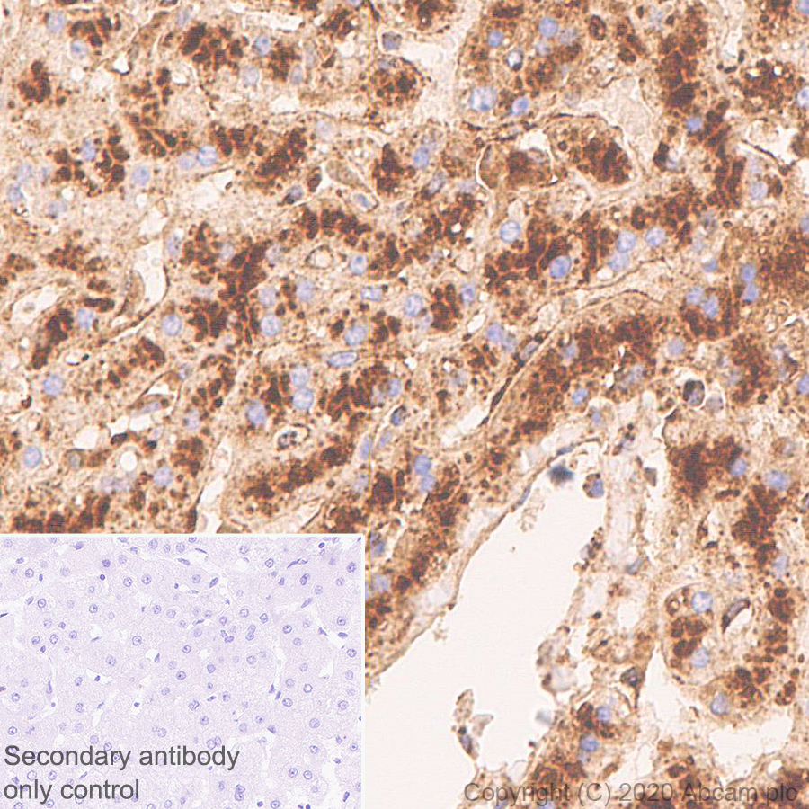 Immunohistochemistry (Formalin/PFA-fixed paraffin-embedded sections) - Anti-LAMP1 antibody [EPR24395-31] (AB278043), expandable thumbnail