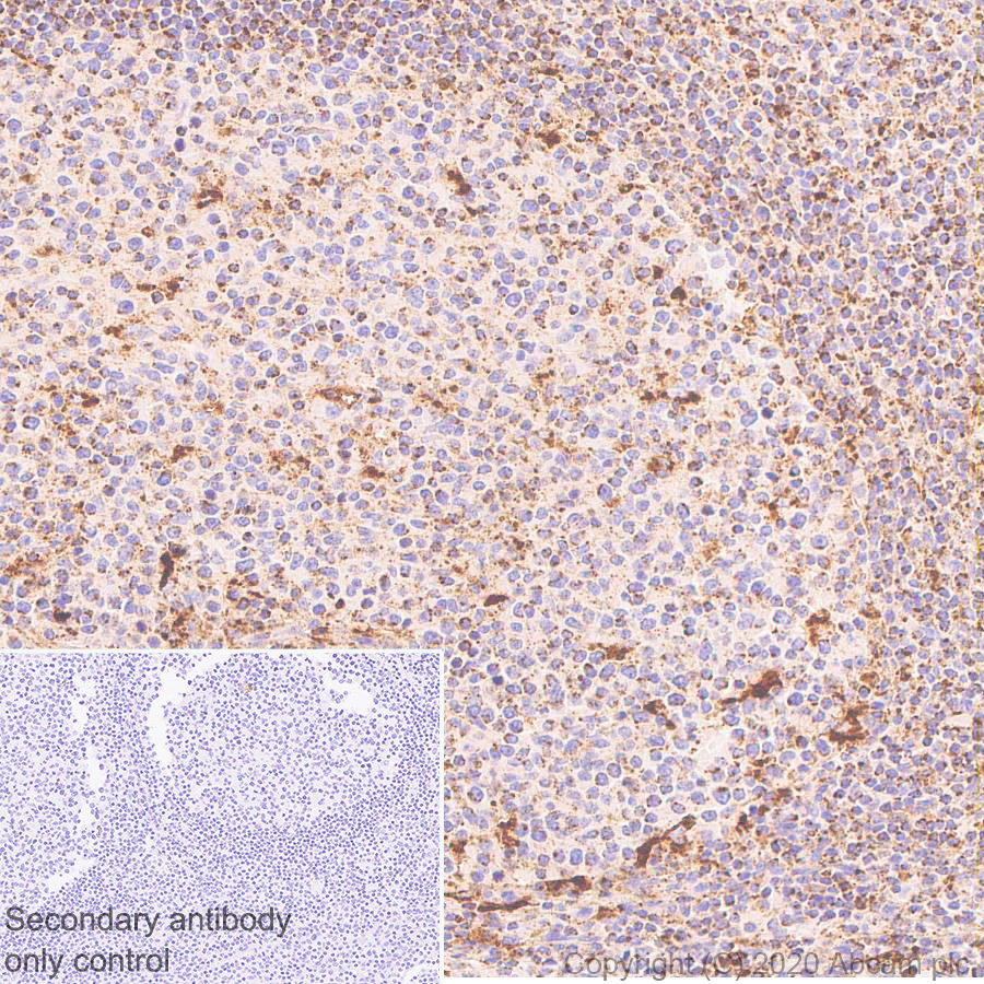 Immunohistochemistry (Formalin/PFA-fixed paraffin-embedded sections) - Anti-LAMP1 antibody [EPR24395-31] (ab278043), expandable thumbnail
