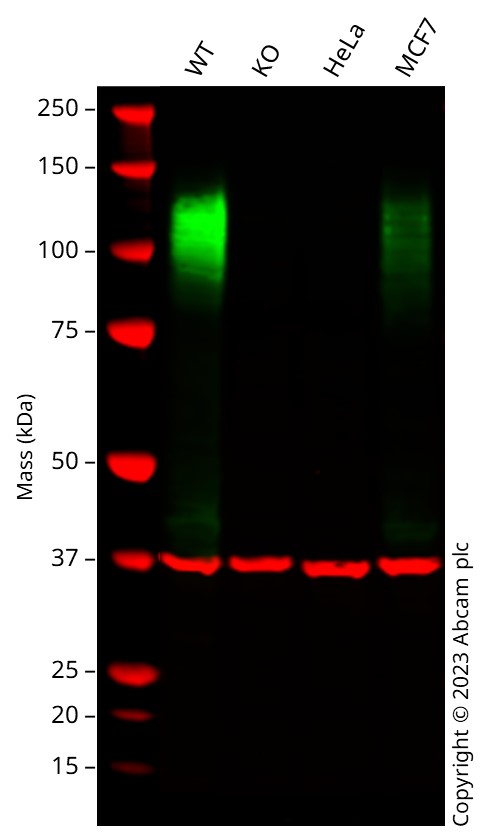 Western blot - Anti-LAMP1 antibody [EPR24395-31] (ab278043), expandable thumbnail