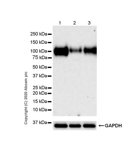 Western blot - Anti-LAMP1 antibody [EPR24395-31] (AB278043), expandable thumbnail