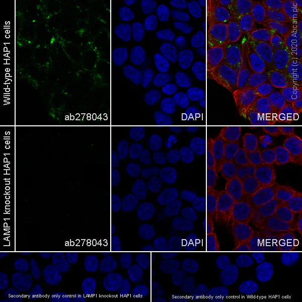 Immunocytochemistry/ Immunofluorescence - Anti-LAMP1 antibody [EPR24395-31] - BSA and Azide free (AB278046)