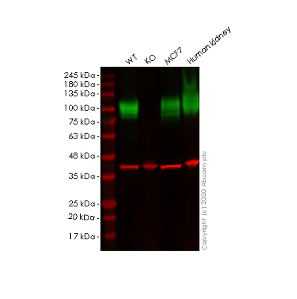 Western blot - Anti-LAMP1 antibody [EPR24395-31] - BSA and Azide free (AB278046)