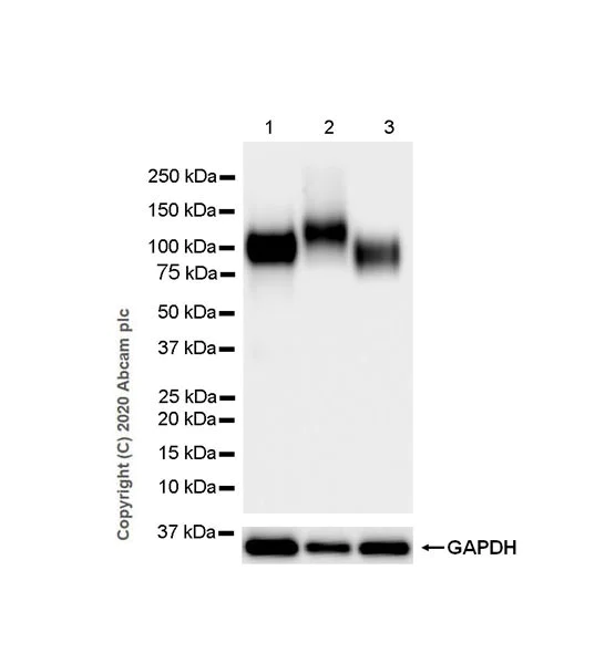 Western blot - Anti-LAMP1 antibody [EPR24395-31] - BSA and Azide free (AB278046)